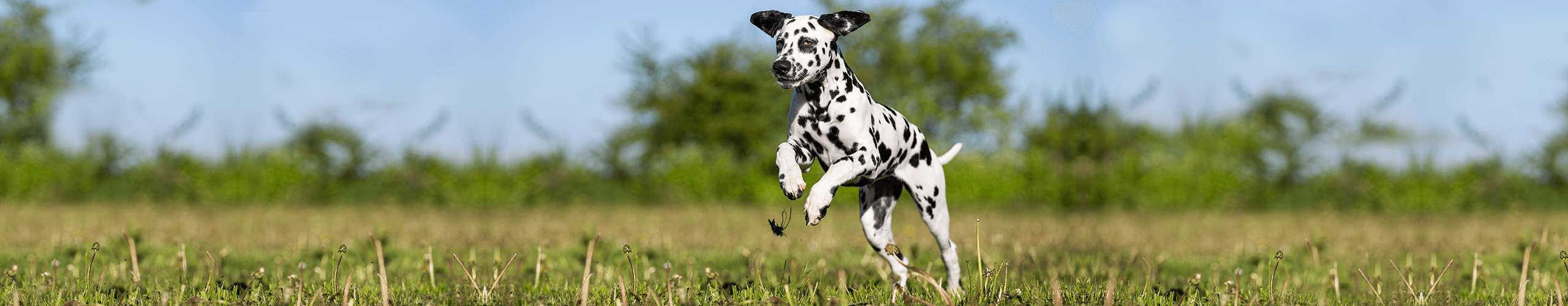 Starker Juckreiz ist das auffälligste Symptom